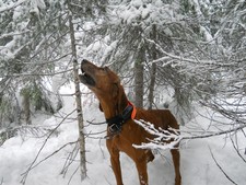 Mountain lion hunting in Montana